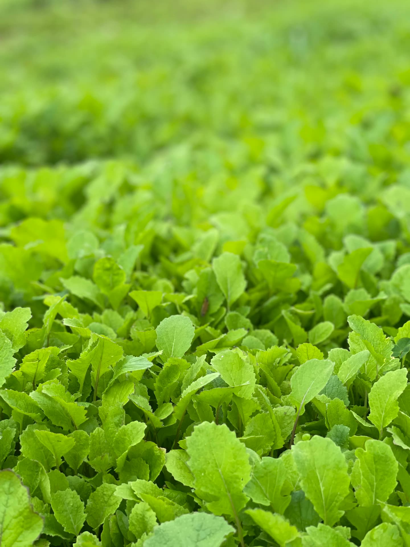 Close view of a dense field of young mustard greens grown on the farm