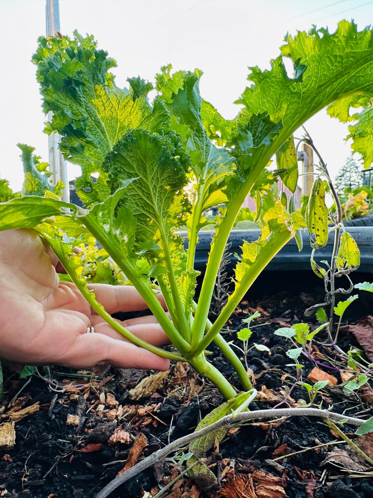 A hand supporting the stems of a mature mustard green plant growing in a raised bed